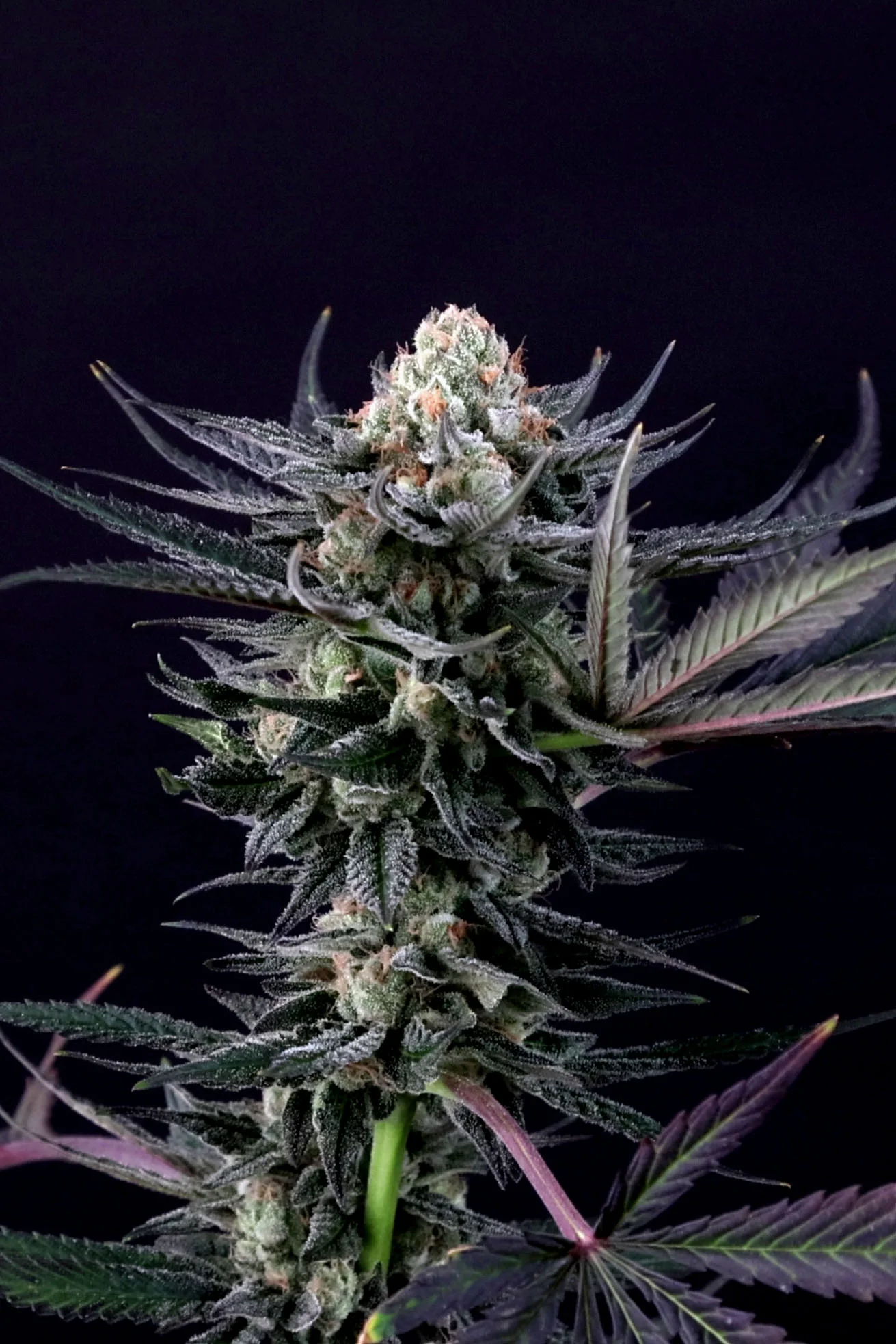 Caramba Samen  Paradise Seeds