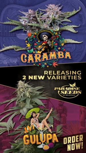 Gulupa-Caramba-Release