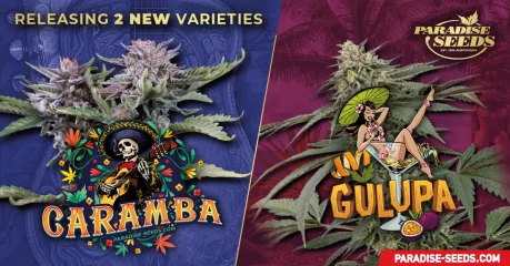 New Strains! Mighty Caramba & Juicy Gulupa! 
