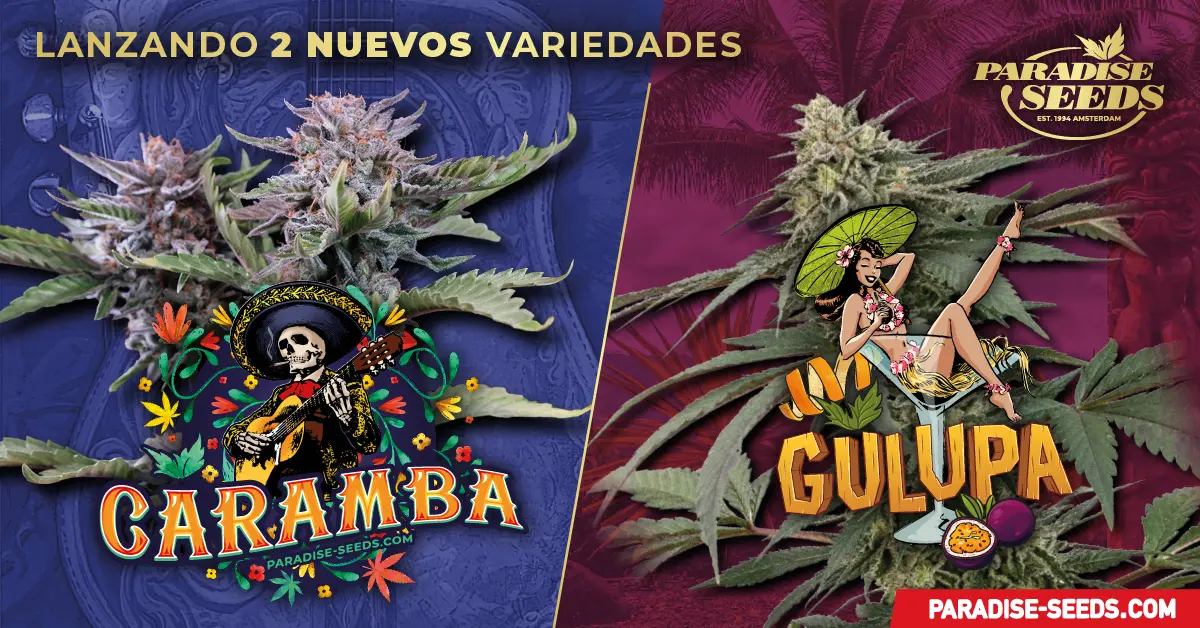 ¡Nuevas variedades! ¡La poderosa Caramba y la jugosa Gulupa!  | Paradise Seeds Webshop