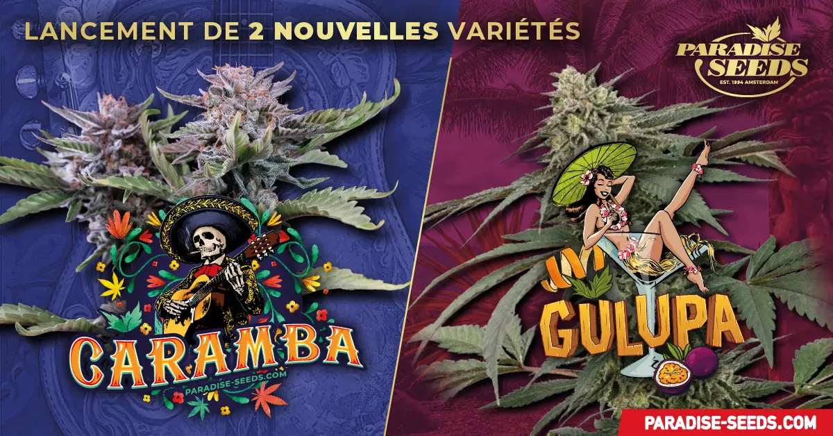 Nouvelles souches: Caramba et Gulupa! | Paradise Seeds Webshop