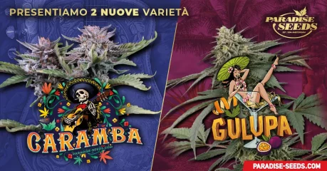 Potente Caramba e Succosa Gulupa!