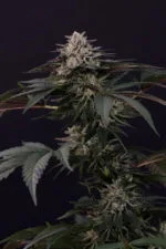 Gulupa strain