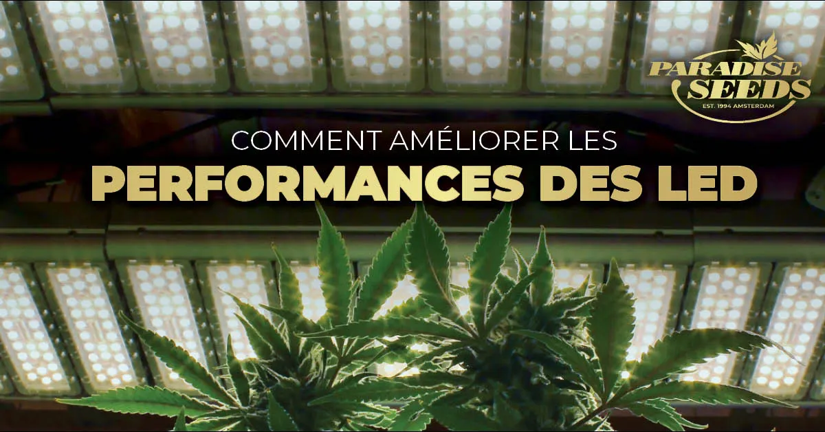 Performances LED dans