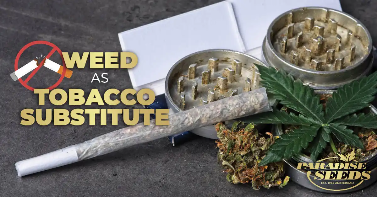 cannabis as a tobacco substitute weed and tobacco