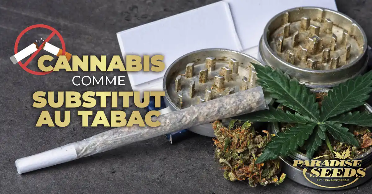 Le Cannabis comme substitut au tabac