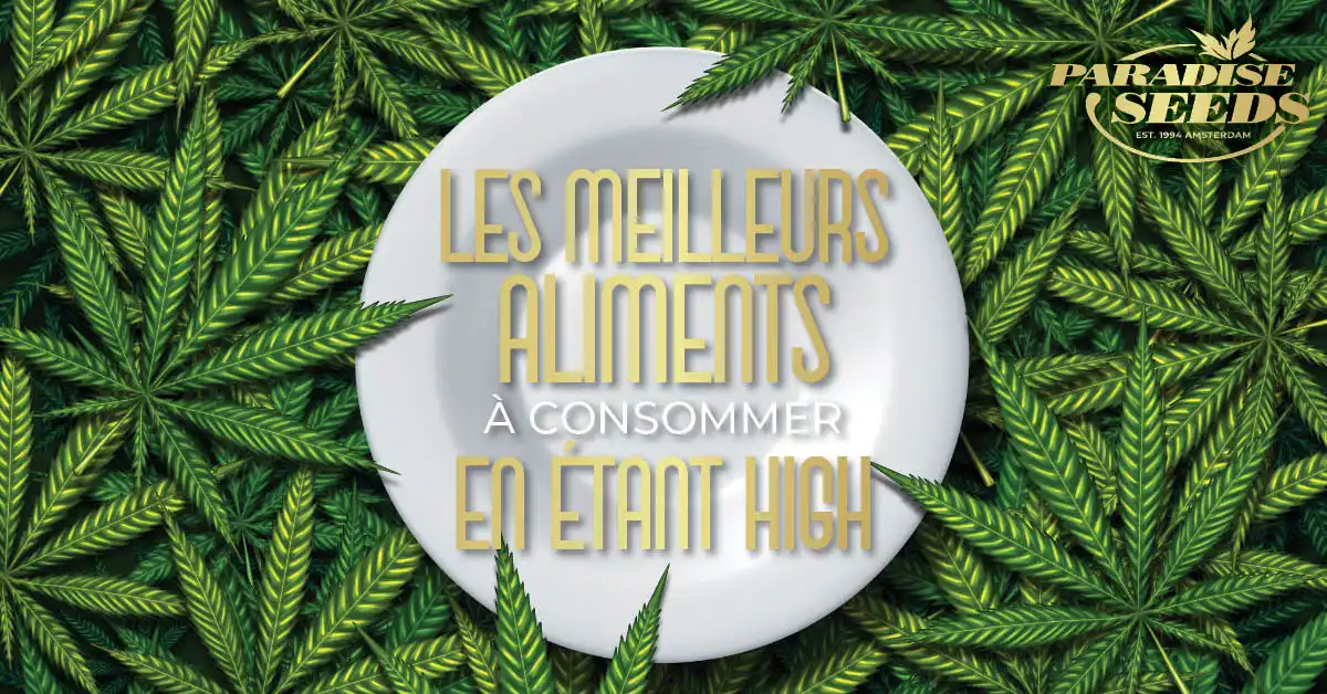 Aliments boostant le High