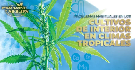 cultivo interior de cannabis en climas tropicales
