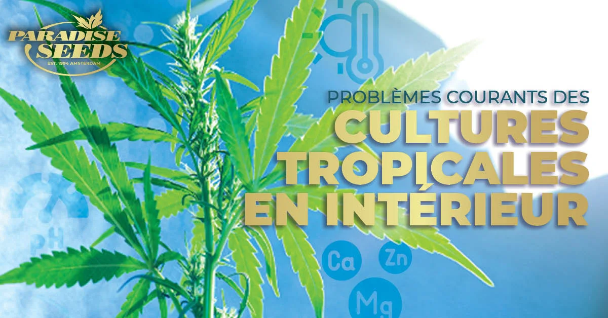 Problèmes de culture tropicales indoor