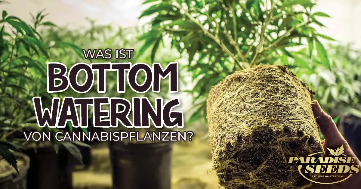 Bottom Watering für Graspflanzen