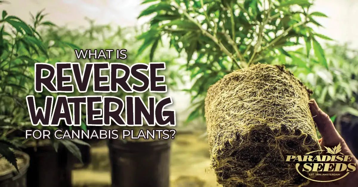 Reverse watering for weed plants
