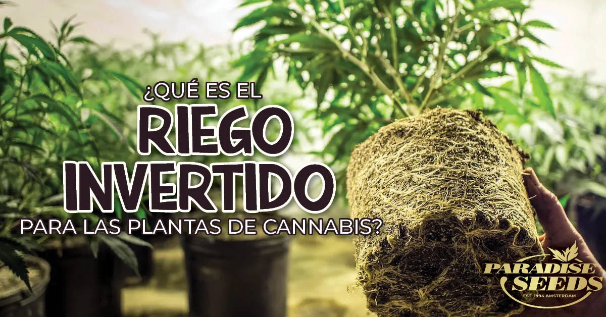 Riego invertido para las plantas de marihuana