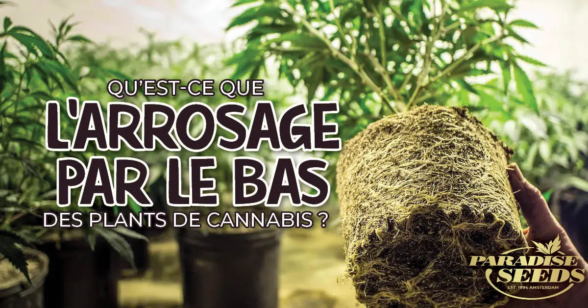 l’arrosage par le bas pour les plants de Cannabis