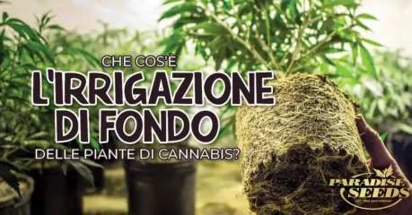 irrigazione di fondo delle piante di marijuana