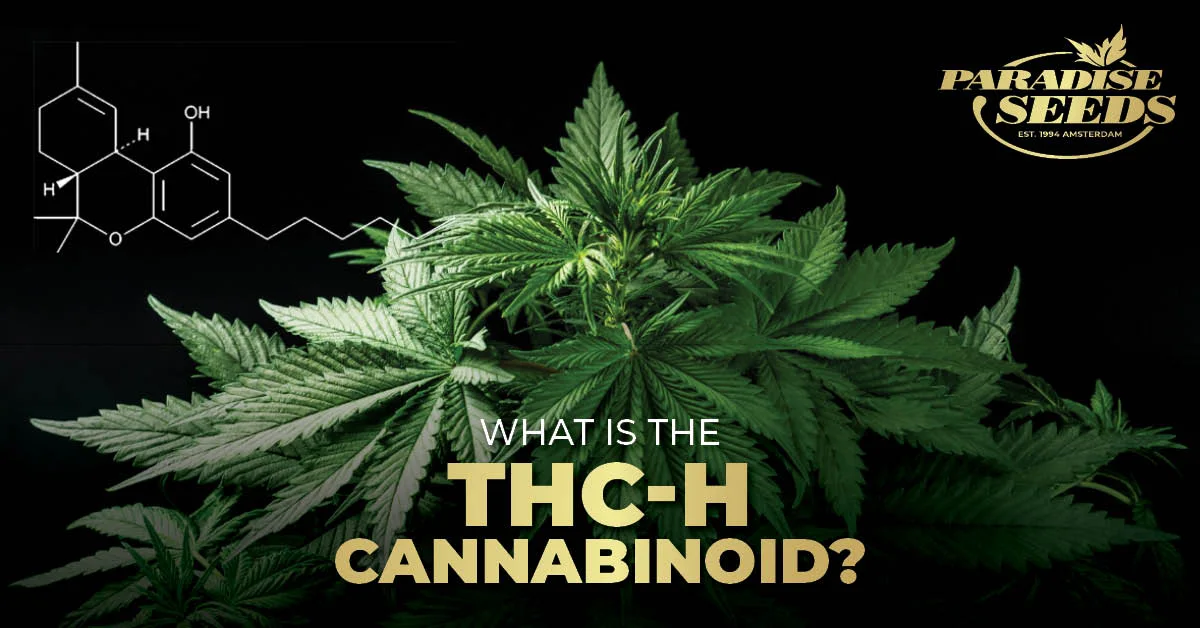 THC H Cannabinoid