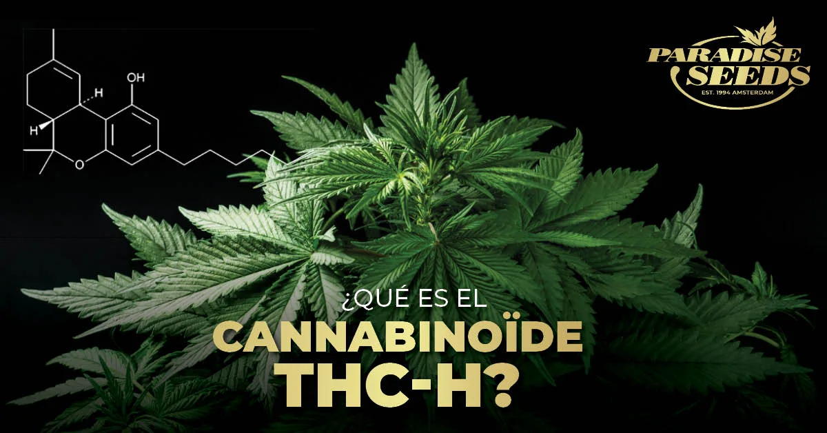Cannabinoide THC-H