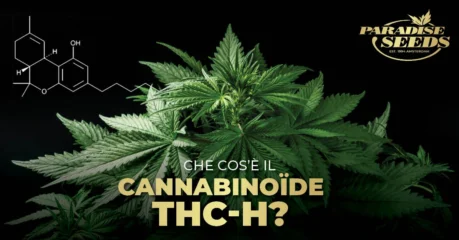 Cannabinoide THC H