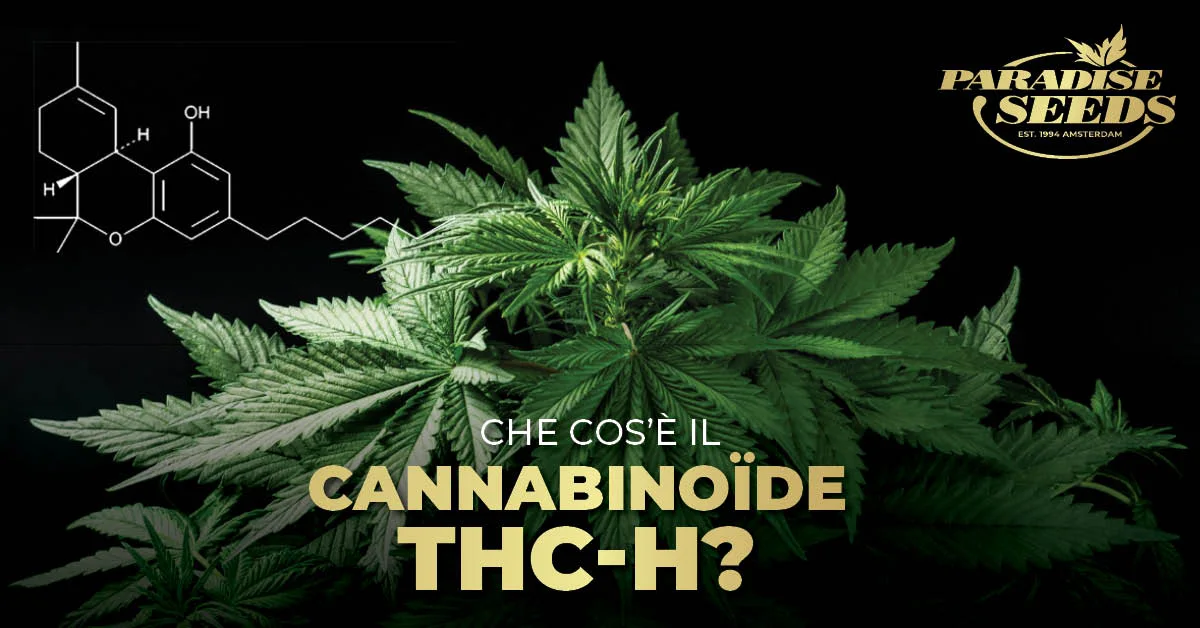 Cannabinoide THC H