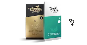 CBD Cannabissamen