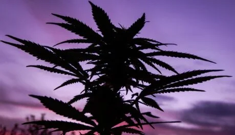 Cannabis Legalization Canada