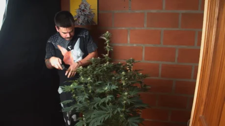Outdoor cannabis plant lollipop pruning method