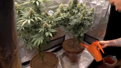 Indoor cannabis plant