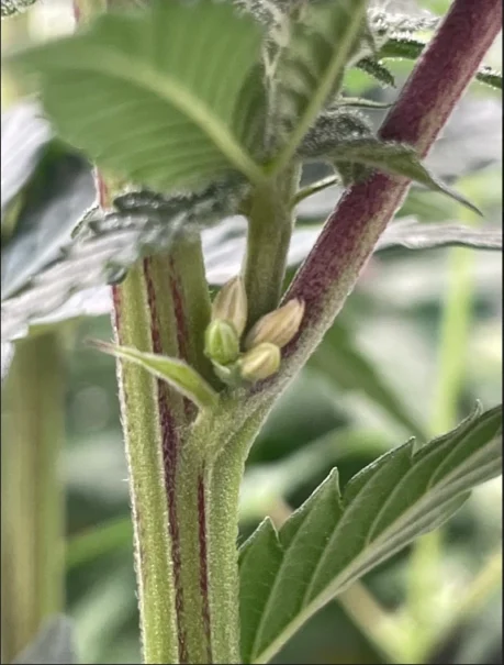 Hermaphrodite cannabis plant