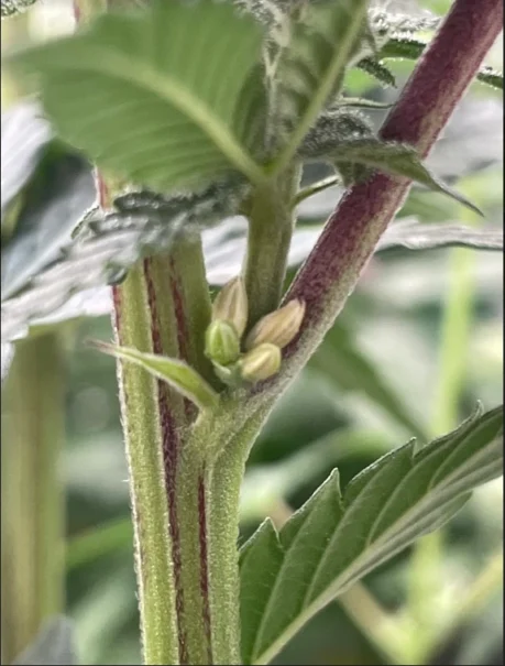 Outdoor cannabis plant