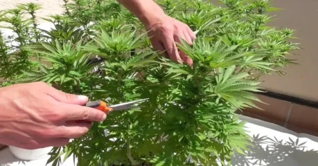 How to lollipop a weed plant.