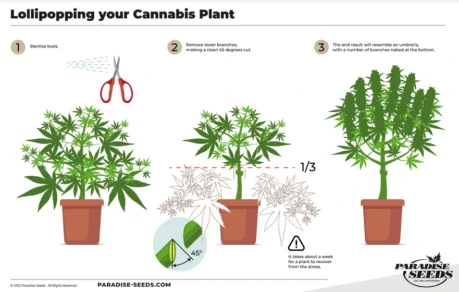 Outdoor cannabis plant lollipop pruning method