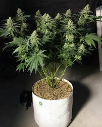 Indoor cannabis plant in a pot.