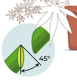 Outdoor cannabis plant lollipop pruning method