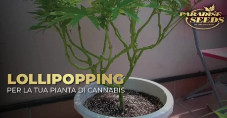 lollipopping a una pianta di cannabis