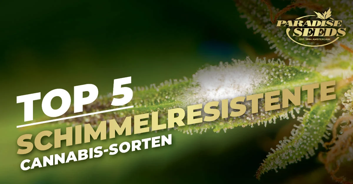 Schimmelresistente Sorten Aussenanbau Cannabis