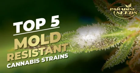 The best mold resistant weed strains