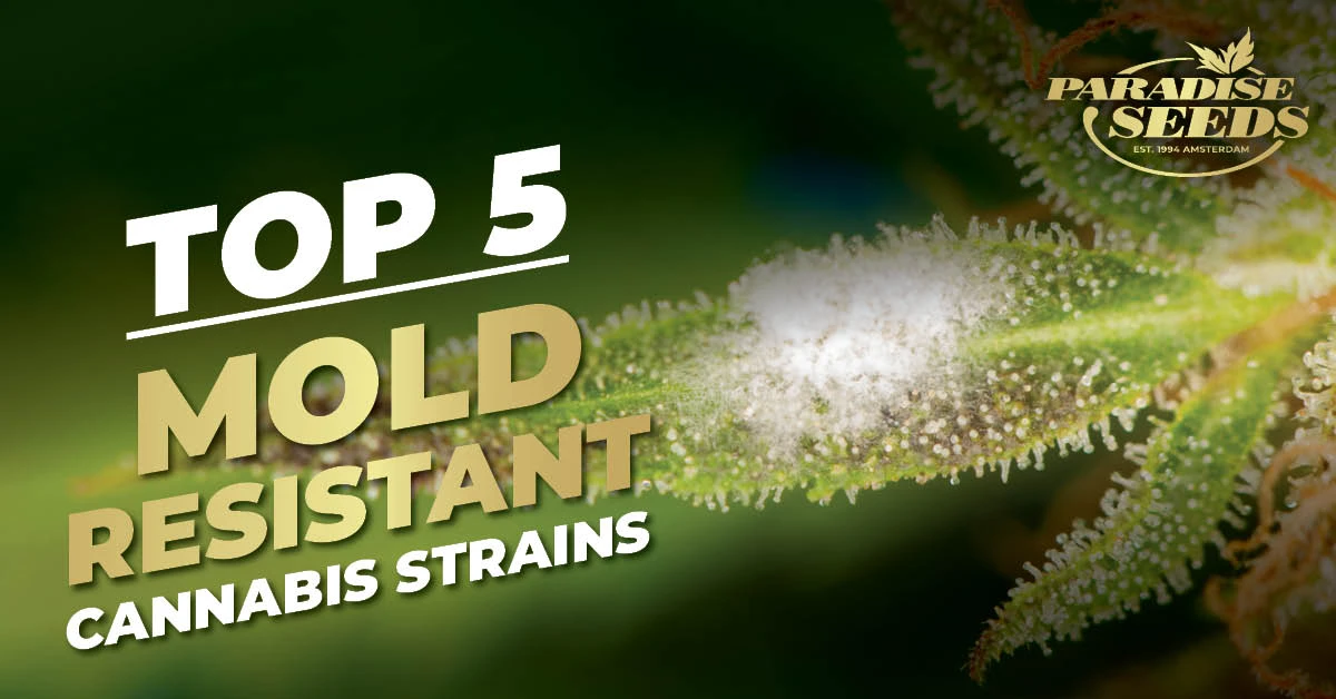 The best mold resistant weed strains