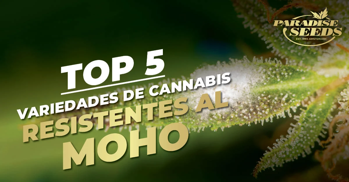 Cannabis resistentes a los hongos