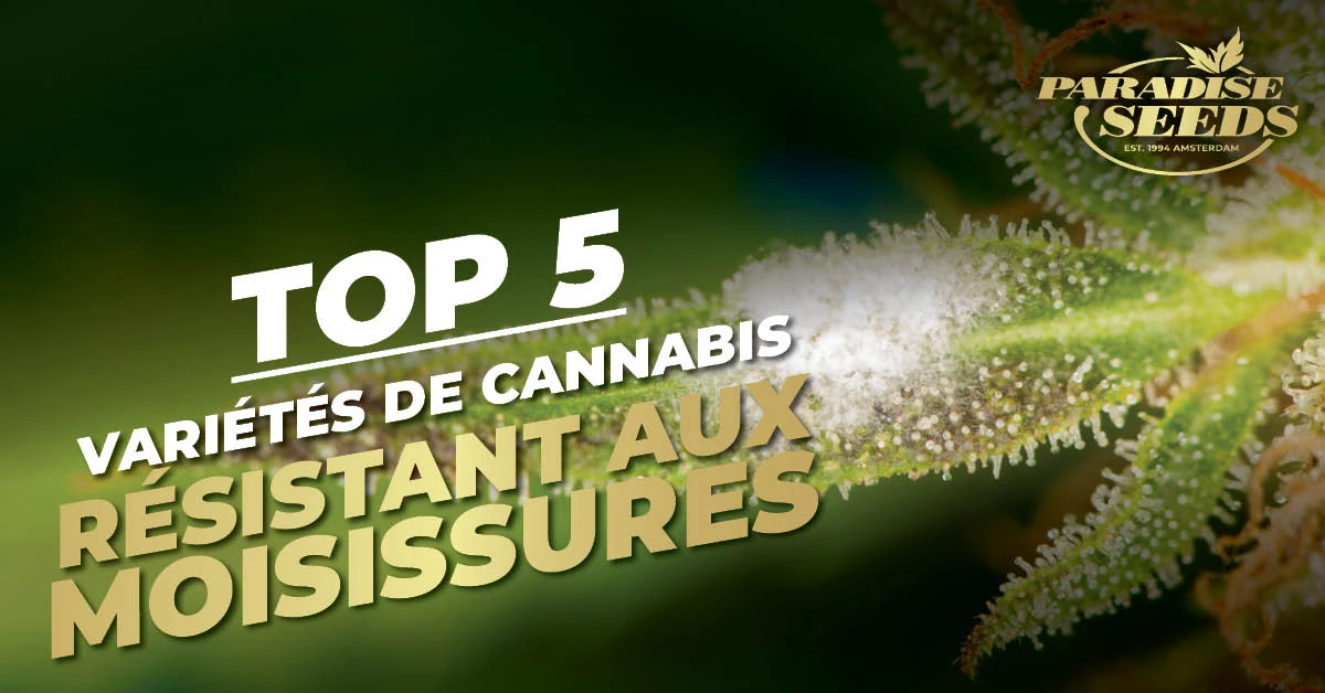 Cannabis résistantes à la moisissure