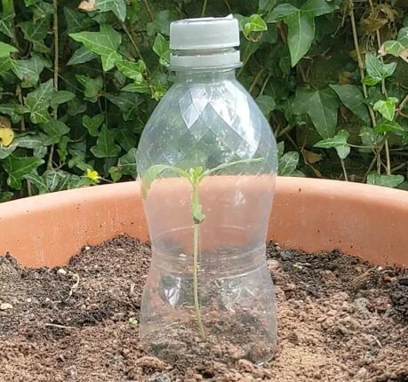 A small cannabis seedling inside a plastic bottle homemade biome.