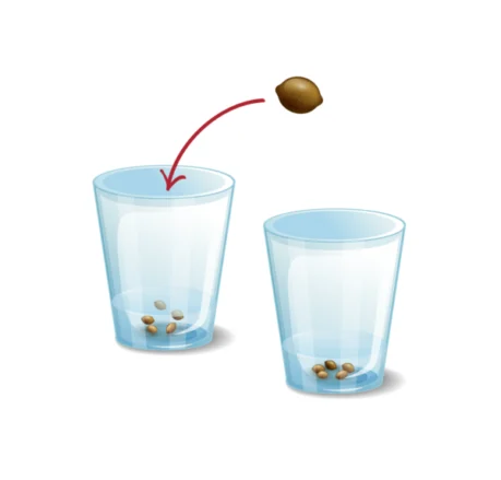 The glass of water method to germinate cannabis seeds.