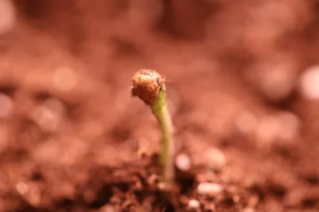 A successful germinated cannabis seed example.