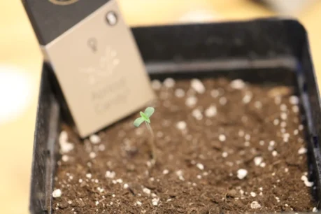 A newly germinated cannabis seed breaks the surface.