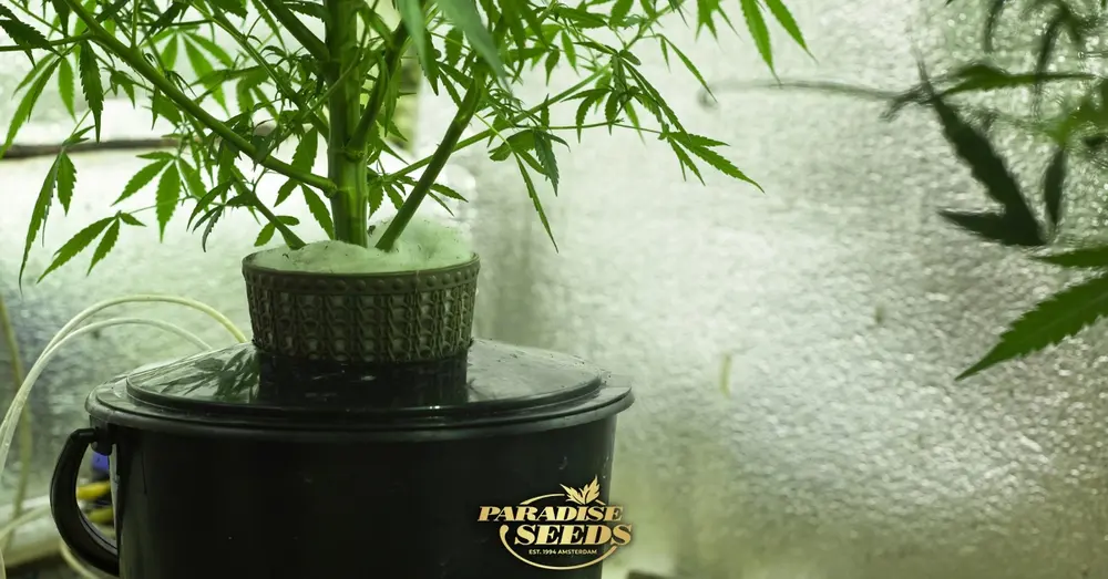 Growing with hydroponics.