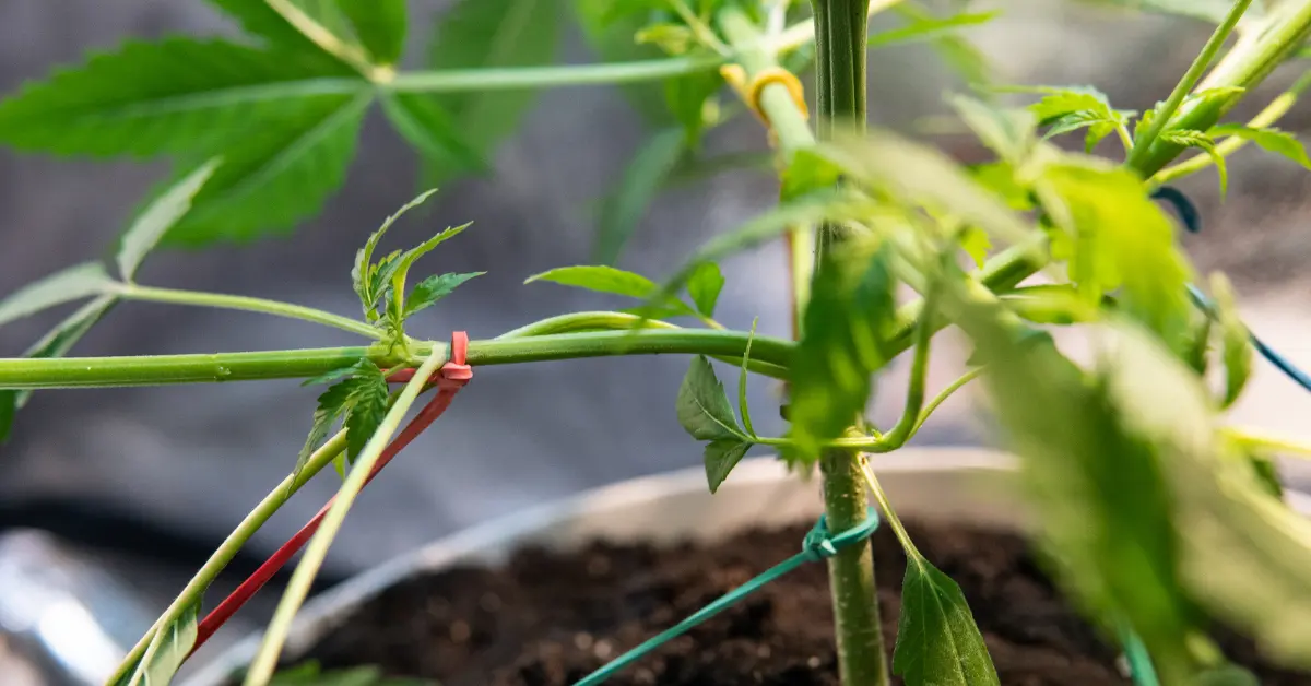 Using the LST weed growing technique.