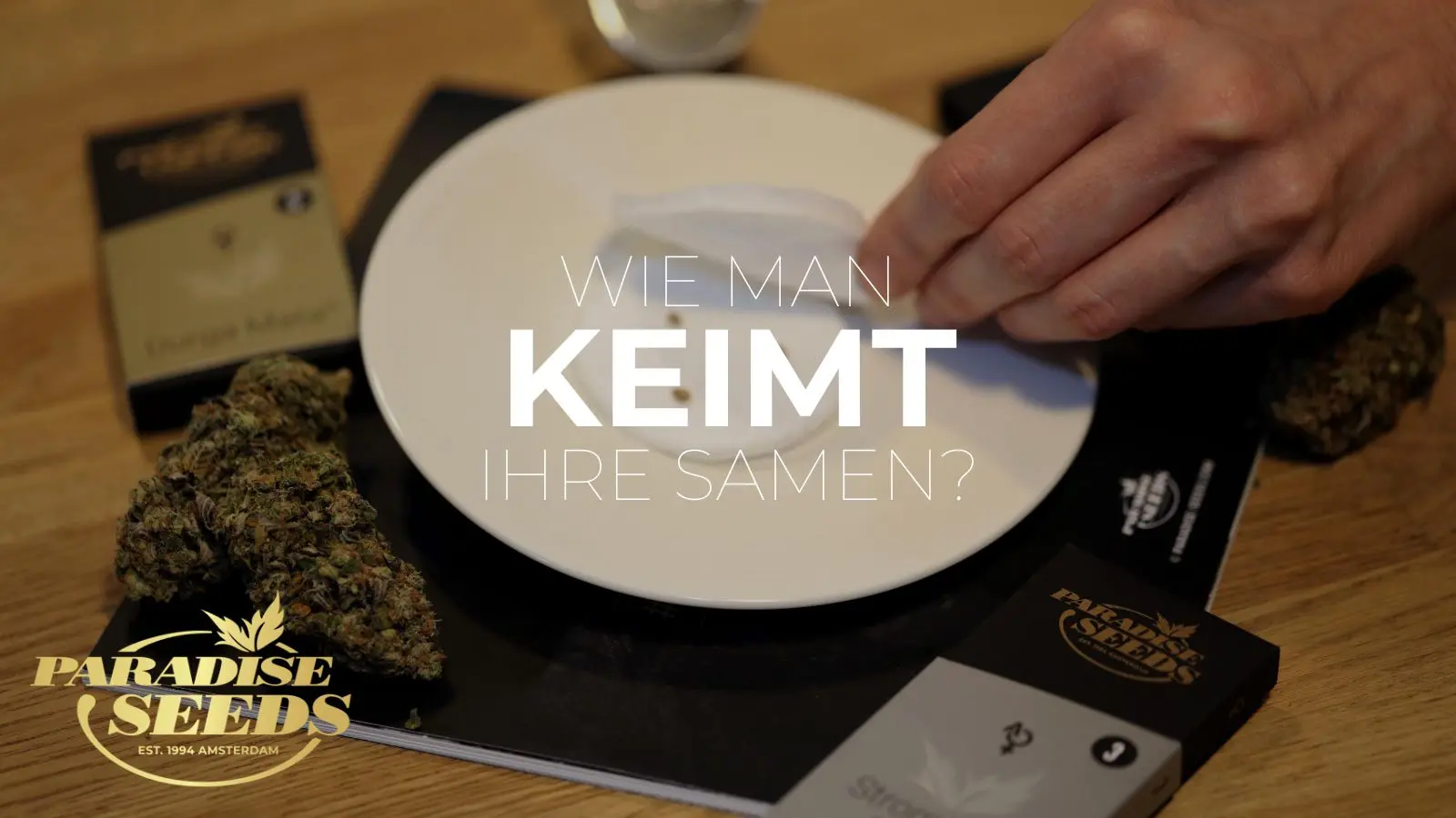 Cannabis-Samen zu keimen