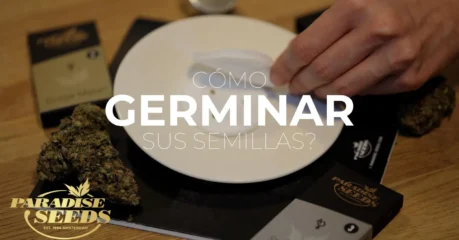 germinar semillas de cannabis