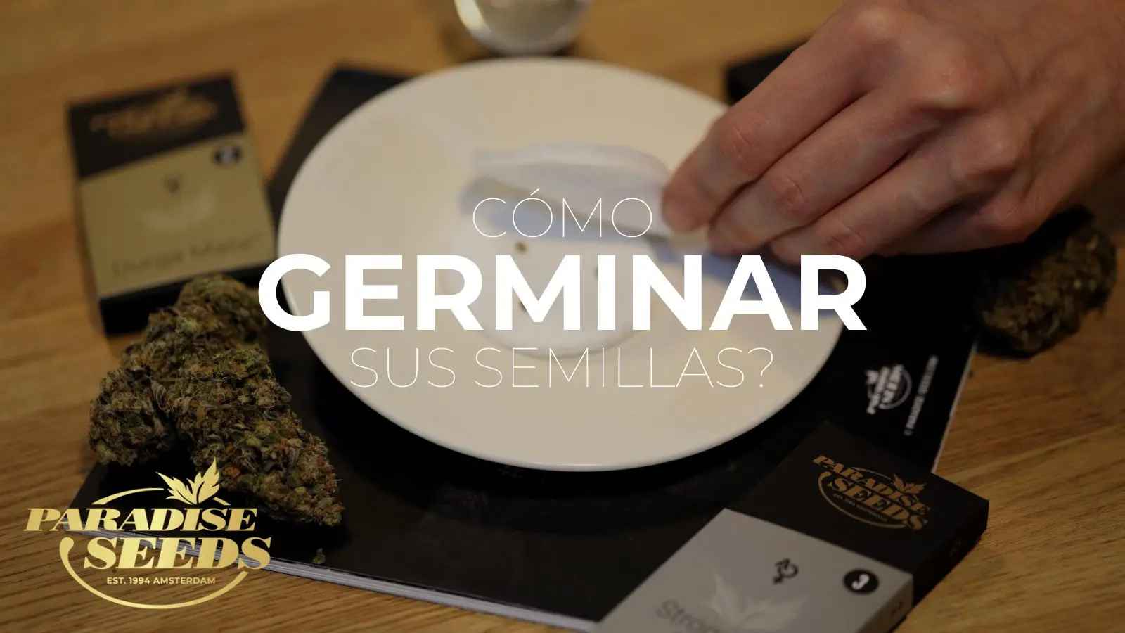 germinar semillas de cannabis