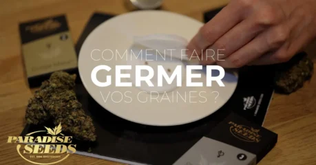 Germination des Graines de Cannabis