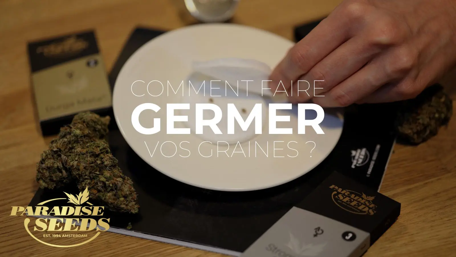 Germination des Graines de Cannabis