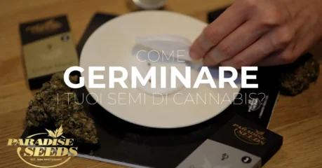 germinare i semi di cannabis